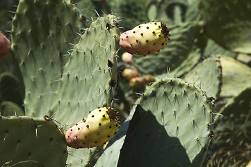 Image showing Opuntia cactus with fruit 