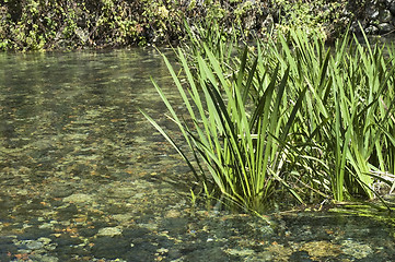 Image showing River. crystal water