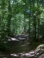 Image showing Hiking in forest