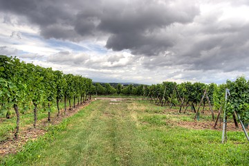 Image showing Alsace landscape and vinewyard