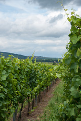 Image showing Alsace landscape and vinewyard