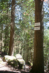 Image showing Hiking in forest