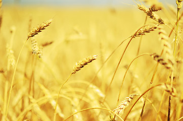 Image showing wheat field