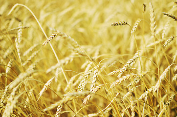 Image showing wheat field