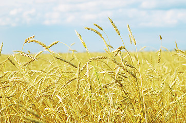 Image showing wheat field