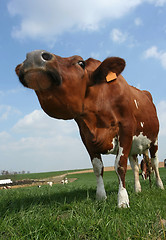 Image showing cow