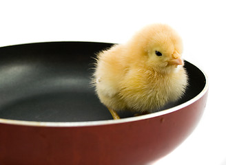 Image showing chick on frying