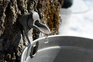 Image showing Collecting sap to produce maple syrup