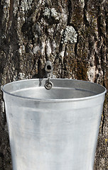 Image showing Droplet of sap flowing into a pail to produce maple syrup