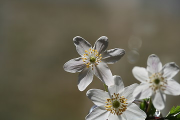 Image showing white flower