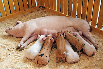 Image showing Momma pig feeding piglets