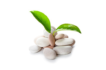 Image showing heap of stones and green leaves