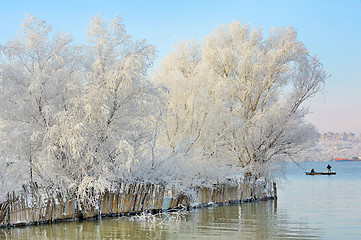 Image showing frozen trees