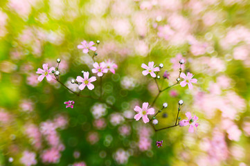 Image showing Pink, spring flowers blossoms on bokeh background