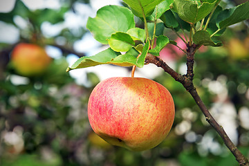 Image showing Fresh red apple hanging on branch