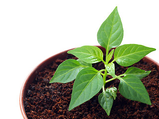 Image showing Green pepper sprout in the pot