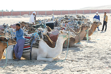 Image showing Camels lieing down