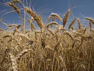 Image showing Wheat crop close-up