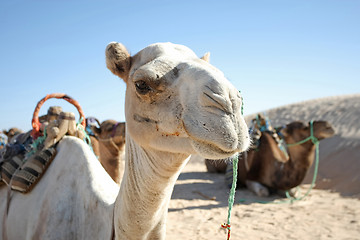 Image showing Camel portrait