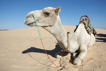 Image showing Camel