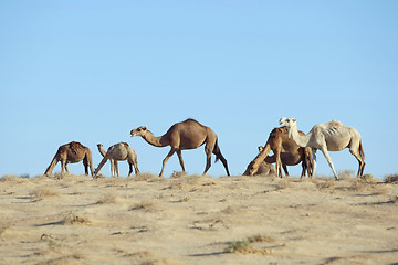 Image showing Camel grazing grass