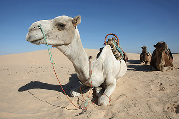 Image showing Camels