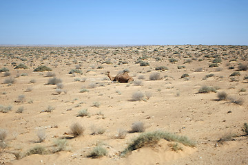 Image showing Camel in Sahara Desert