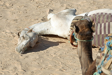 Image showing Resting Camel