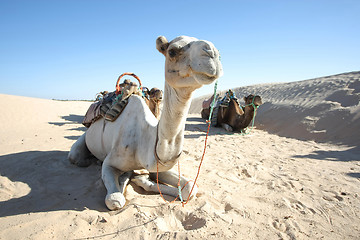 Image showing Camels in Sahar