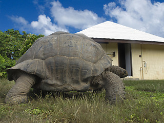 Image showing Giant tortoise