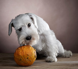 Image showing white schnauzer and pumpkin