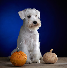 Image showing white puppy and two pumpkins