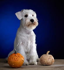 Image showing white puppy and two pumpkins