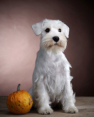 Image showing White schnauzer and pumkin