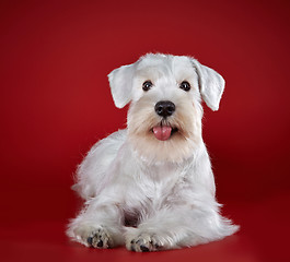 Image showing white cute schnauzer on red background