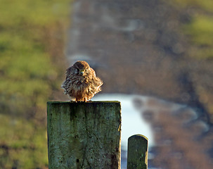 Image showing Kestrel in Winter