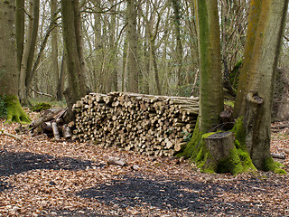 Image showing Logs for Charcoal Burning