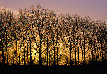 Image showing New Year's Day Dawn