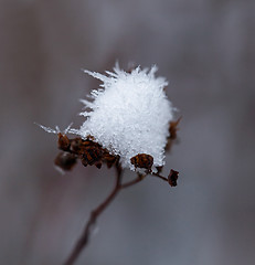 Image showing Snow on Seedhead