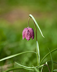 Image showing Snake's Head Fritillary