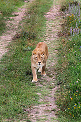Image showing Lioness walking on the road