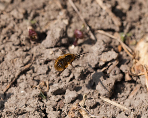 Image showing Common Bee-Fly in Flight