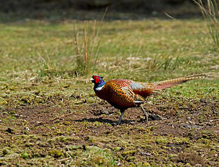 Image showing Cock Pheasant