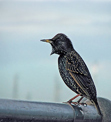 Image showing Common Starling