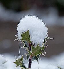 Image showing Holly Snow Cone