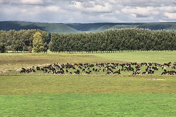 Image showing Cattle in New Zealand