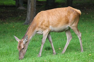 Image showing Deer female