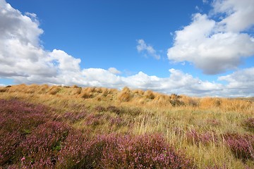 Image showing New Zealand heath