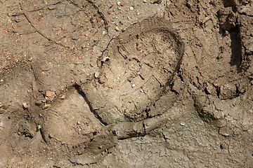 Image showing Shoeprint in mud