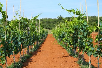 Image showing Croatia agriculture